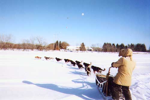 Image for event: Sled Dog Adventures 