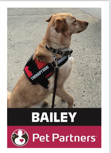 Image for event: Special Storytime with Bailey the Dog